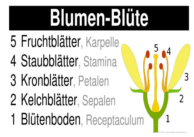 w_LernPlakate_BIO_Blumen-Bluete.jpg (383593 Byte)