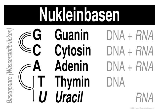 w_LernPlakate_BIO_DNA-Nukleinbasen.jpg (350420 Byte)