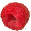 the raspberry | la framboise