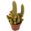 the cactus | le cactus