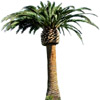 the palm-tree | le palmier