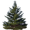 the fir tree | le sapin