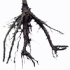 the root | la racine