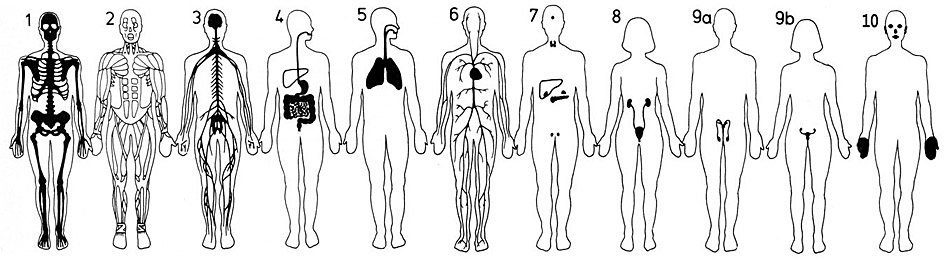 Körpersysteme