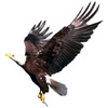 the eagle | l' [m.] aigle