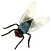 the fly | la mouche