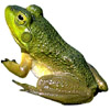 the frog | la grenouille