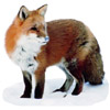 the fox | le renard