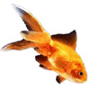the goldfish | le poisson rouge