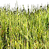 the grass | l' [f.] herbe
