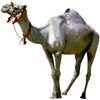 the camel | le chameau