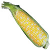 the corn | le maïs