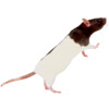 the rat | le rat