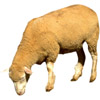 Schaf - sheep - mouton - pecora - oveja