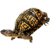 the turtle | la tortue
