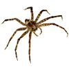 the spider | l' [f.] araignée