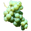 grape | raisin